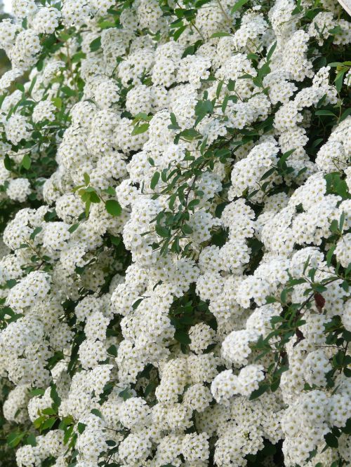 glory spierstrauch flowers white