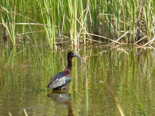 glossy ibis bird aquatic