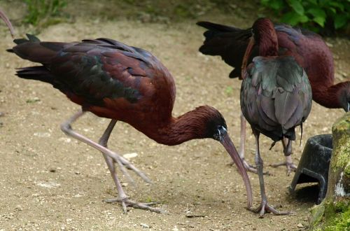 glossy ibis bird bill