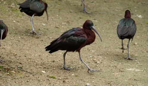 glossy ibis bird bill