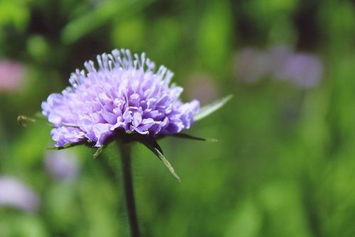 glossy scabious pincushion flower kardengewaechs