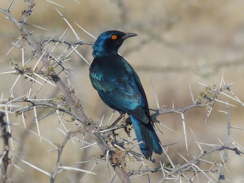 glossy-starling bird namibia