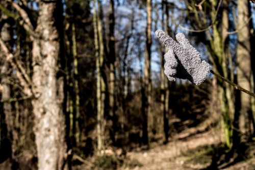 glove nature forest