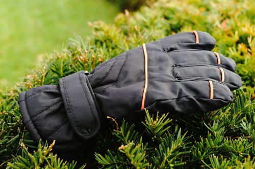 glove hedge winter