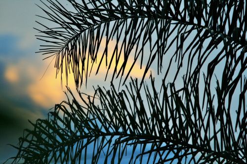 Glow In Sky Behind Palm