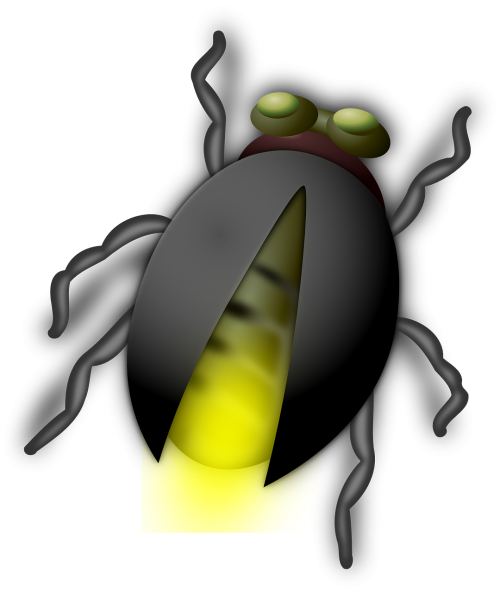 glow worm glowworm bug