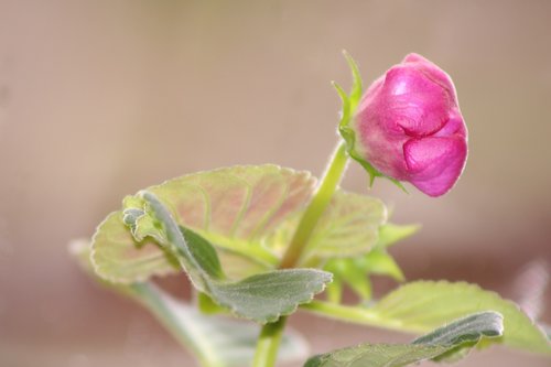 gloxinia  flower  pink