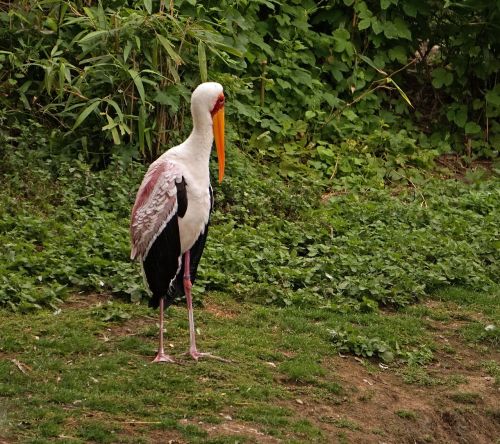 glutton zoo stork