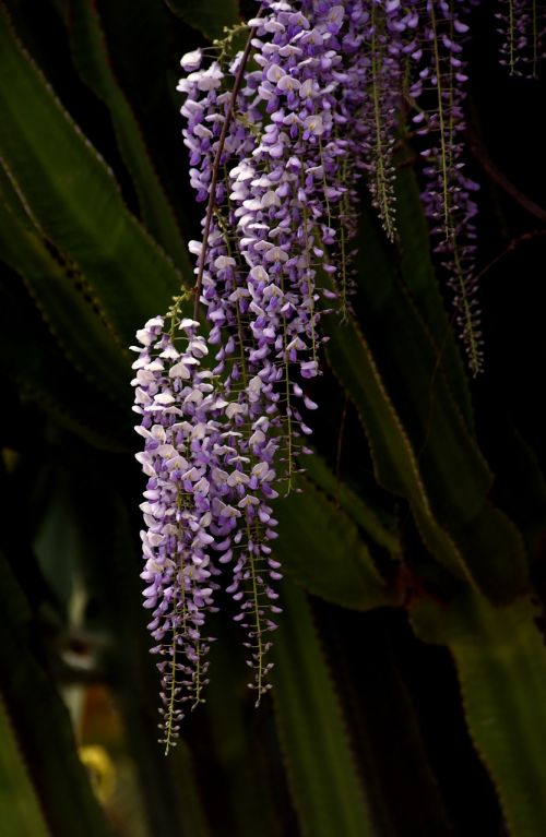 glycine cactus flower