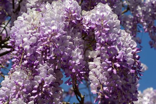 glycine flowers purple