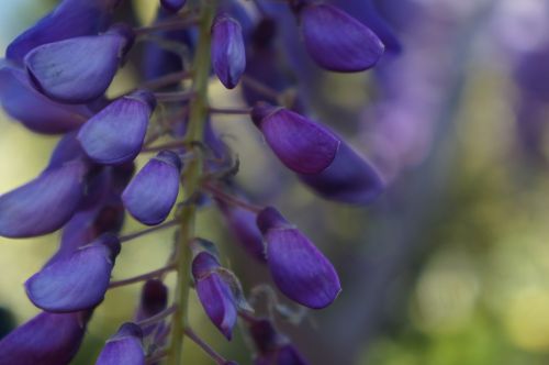 glycine flower blue