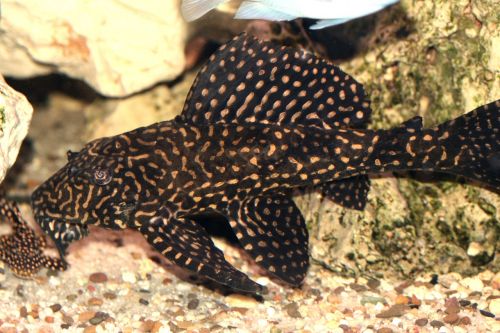 glyptoperichthys joselimaianus l-catfish cichlid