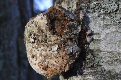 gnarl birch tree trunk