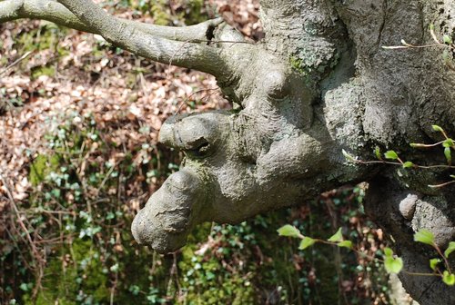 gnome  root  tree