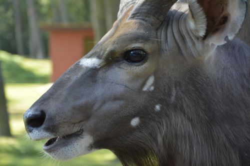 gnu animal africa