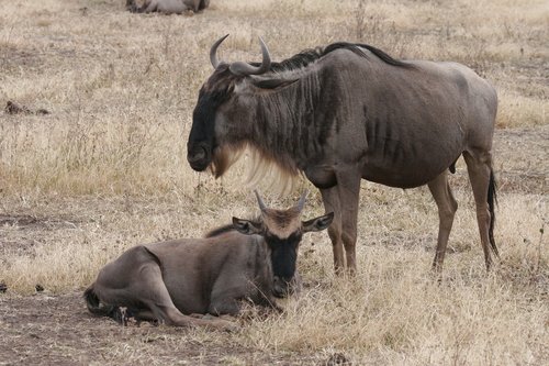 gnu  wildebeest  africa
