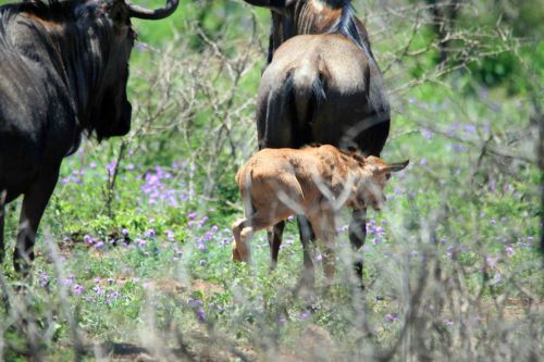 Gnu Baby And Family