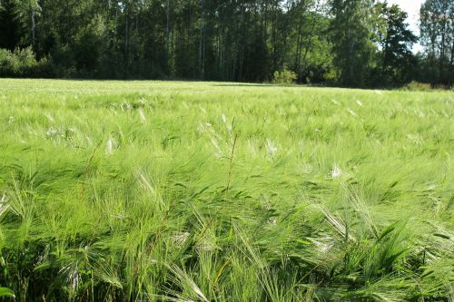 go wheat värmland