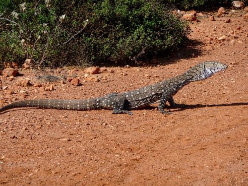 goanna monitor lizard