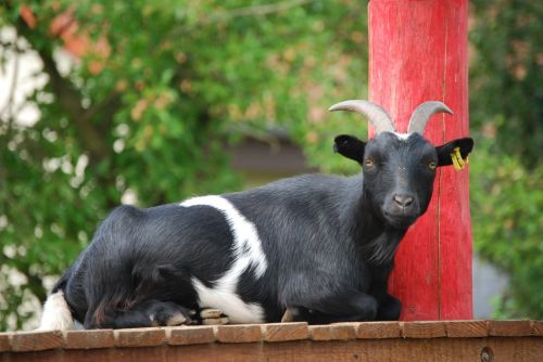 goat animal portrait zoo