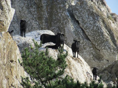 goat black goat rock