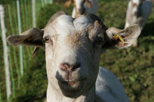 goat animal allgäu