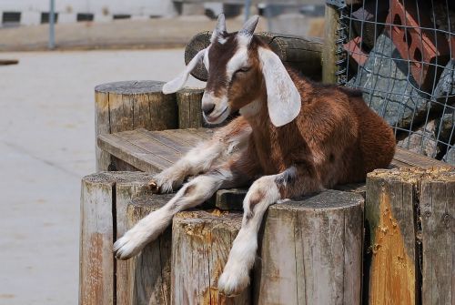 goat domestic livestock