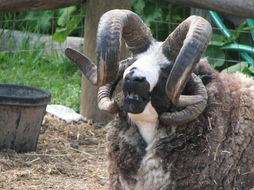 goat hood river oregon