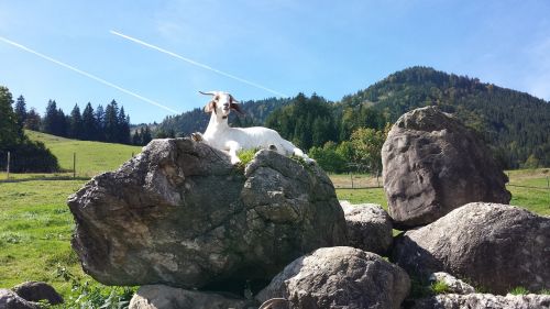 goat allgäu animal