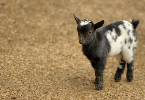 goat animal zoo