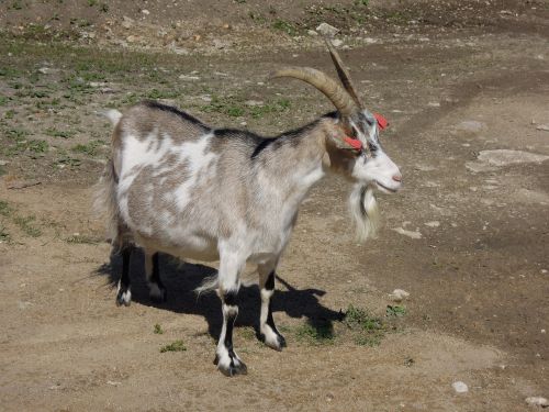 goat animal the horns