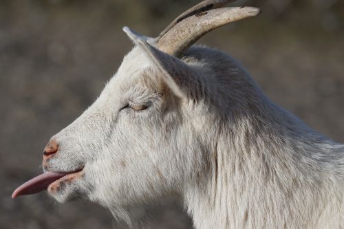 goat dwarf goat africa