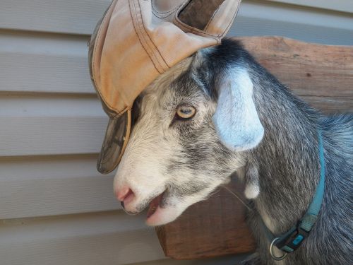 goat baseball hat collar