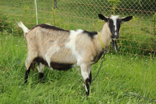 goat mammal domestic goat