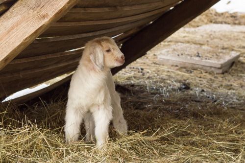 goat kid pasture