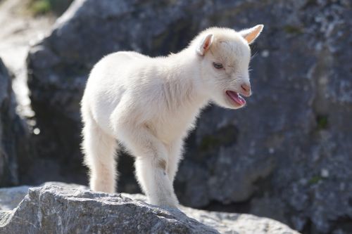 goat dwarf goat west africa