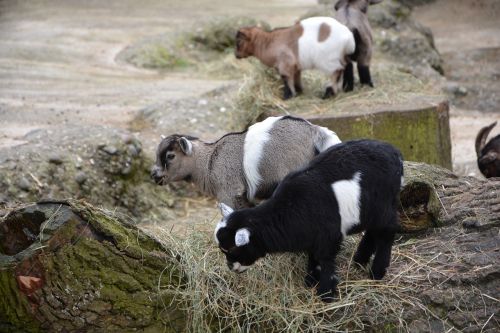 goat baby animal