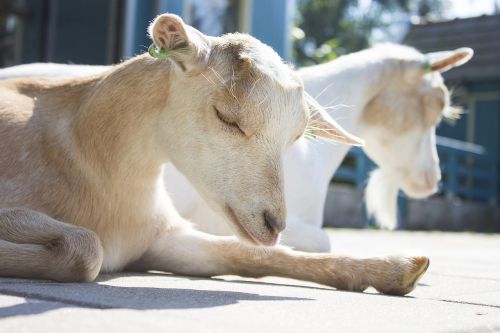 goat goats nature