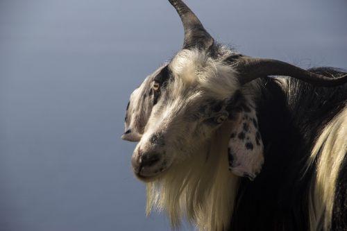 goat nature posing nature
