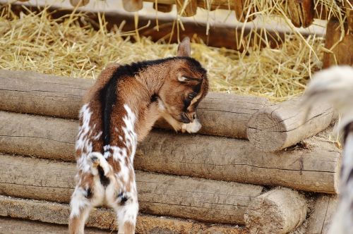 goat wildpark poing young animals