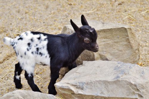 goat wildpark poing young animals