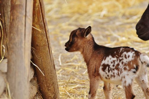 goat wildpark poing young animals