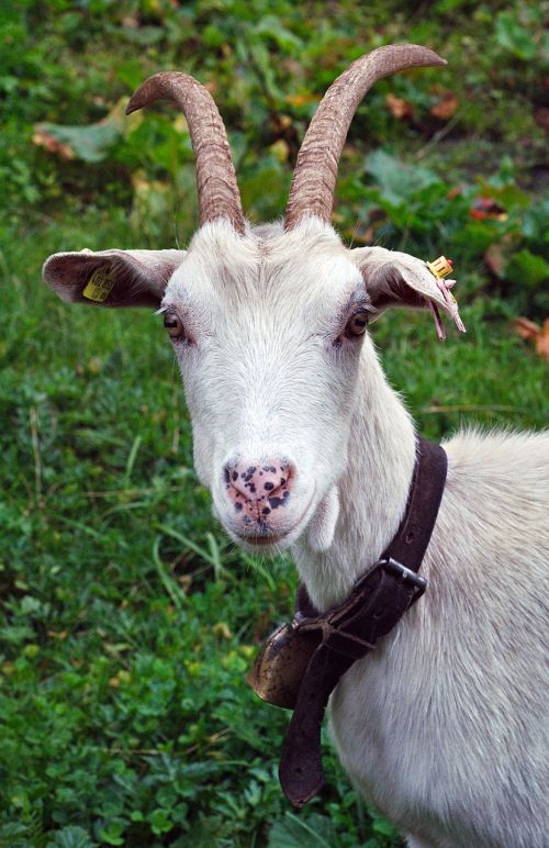 goat animal austria