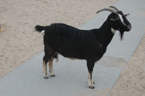 goat black horns