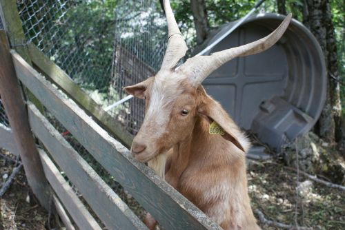 goat domestic fauna