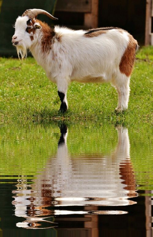 goat animal water