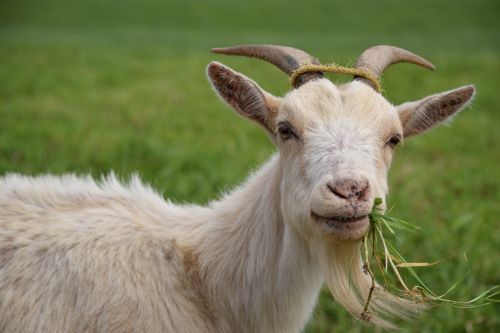 goat animal livestock