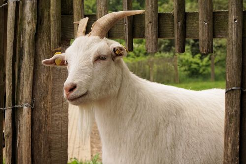goat domestic goat animal