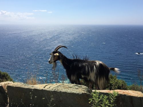 goat mountain goat sea