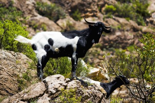 goat nature mountain